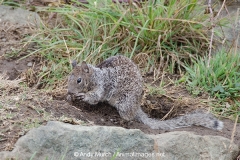 California Ground Squirrel 022