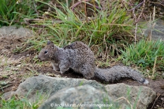 California Ground Squirrel 026