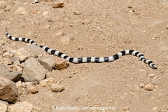 California King Snake 004