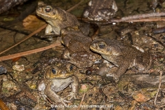Cane Toad 004