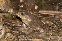 Cane Toad 006