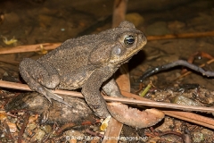 Cane Toad 007