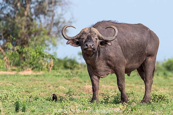 Cape Buffalo 036