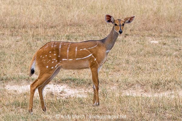 Cape Bushbuck 014