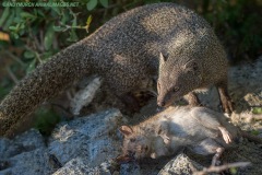 Cape Gray Mongoose 005