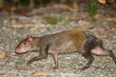 Central American Agouti 001