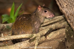 Central American Agouti 009