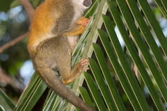 Central American Squirrel Monkey 005