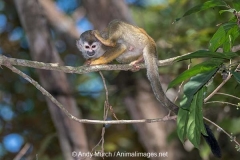 Central American Squirrel Monkey 008