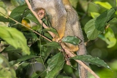 Central American Squirrel Monkey 011