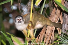 Central American Squirrel Monkey 014