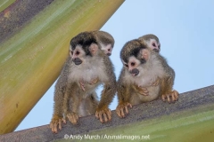 Central American Squirrel Monkey 021
