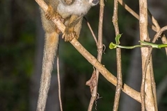 Central American Squirrel Monkey 026