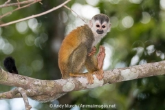 Central American Squirrel Monkey 033