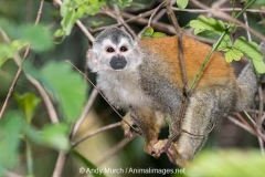 Central American Squirrel Monkey 037