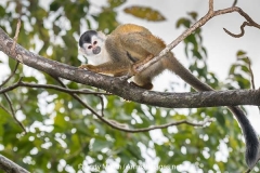 Central American Squirrel Monkey 040