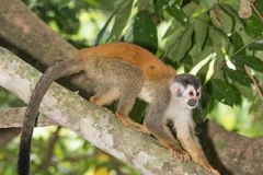 Central American Squirrel Monkey 042