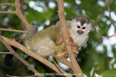 Central American Squirrel Monkey 043