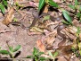 Checkered Keelback Snake