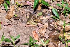 Checkered Keelback Snake 002