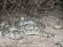Chihuahuan Hooknose Snake