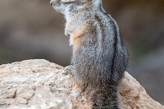 Cliff Chipmunk 001