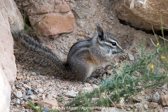 Cliff Chipmunk 002