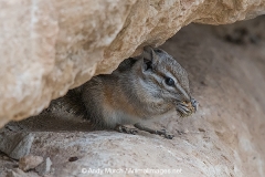 Cliff Chipmunk 003