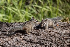 Cliff Chipmunk 005