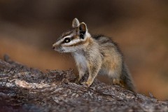 Cliff Chipmunk 006