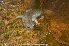 Clouded Salamander 005