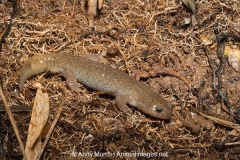 Clouded Salamander 014