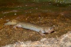 Clouded Salamander 018