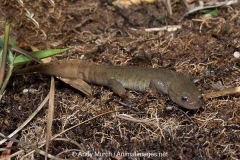 Clouded Salamander 021