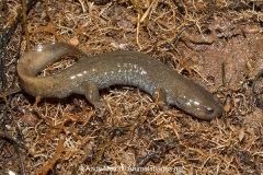 Clouded Salamander 026