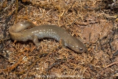 Clouded Salamander 028