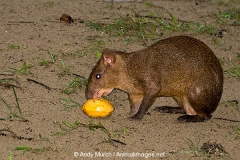 Coiban Agouti 001