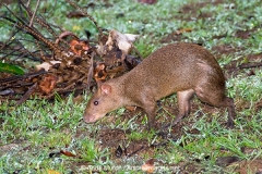 Coiban Agouti 002