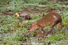 Coiban Agouti 003