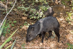 Collared Peccary 007