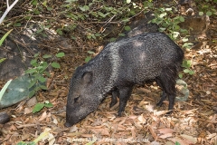Collared Peccary 010