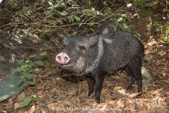 Collared Peccary 011