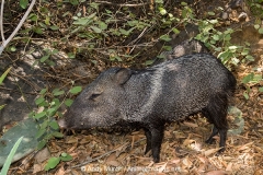 Collared Peccary 012