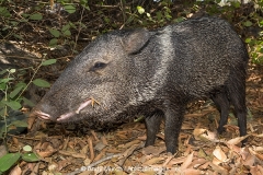 Collared Peccary 015