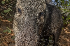 Collared Peccary 022