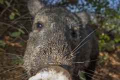 Collared Peccary 023