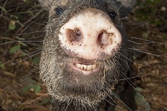 Collared Peccary 025