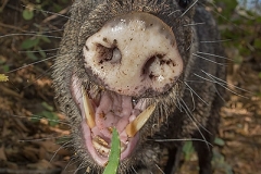 Collared Peccary 027