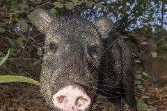 Collared Peccary 029