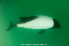 Commersons Dolphin 004